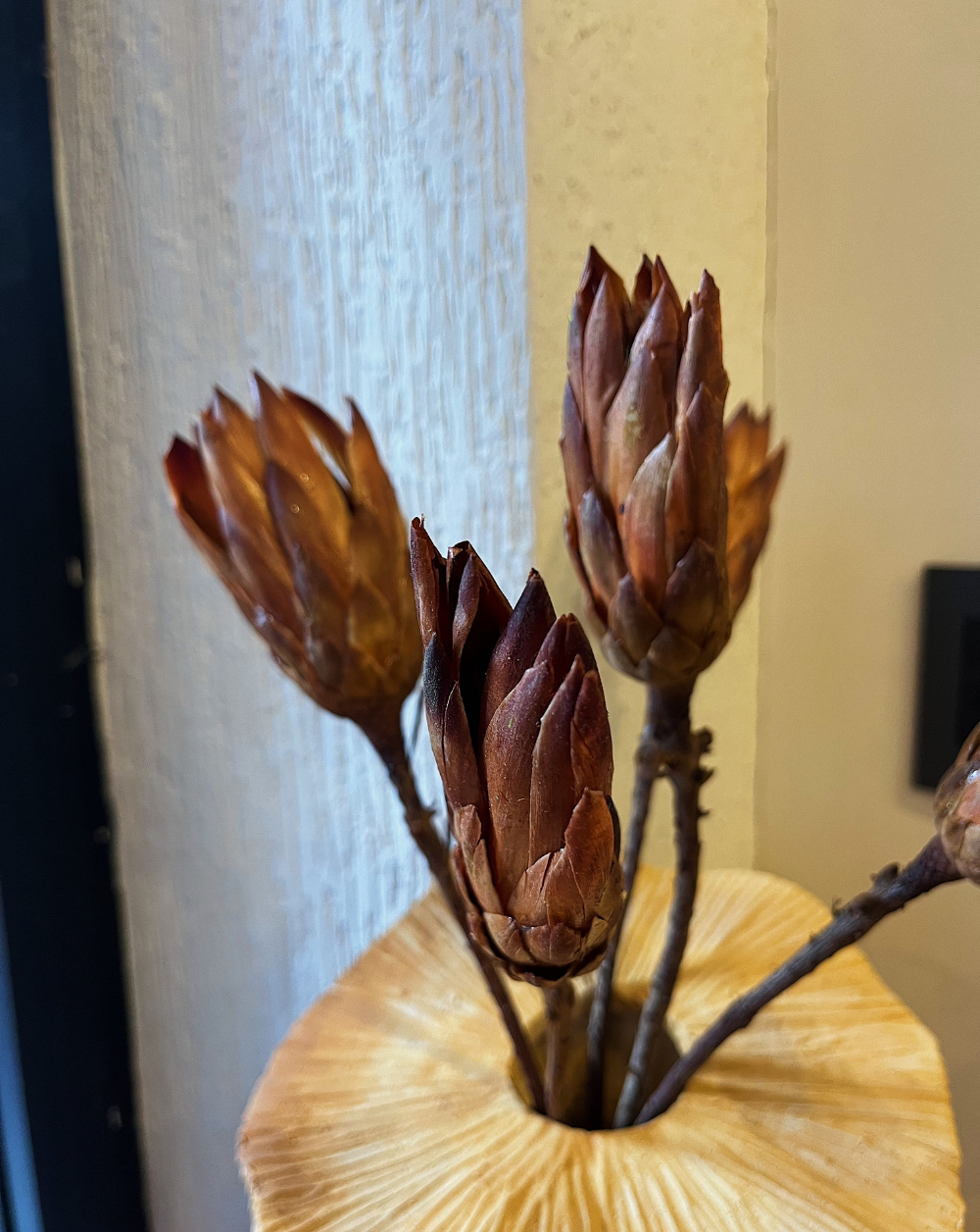 Protea Repens crema