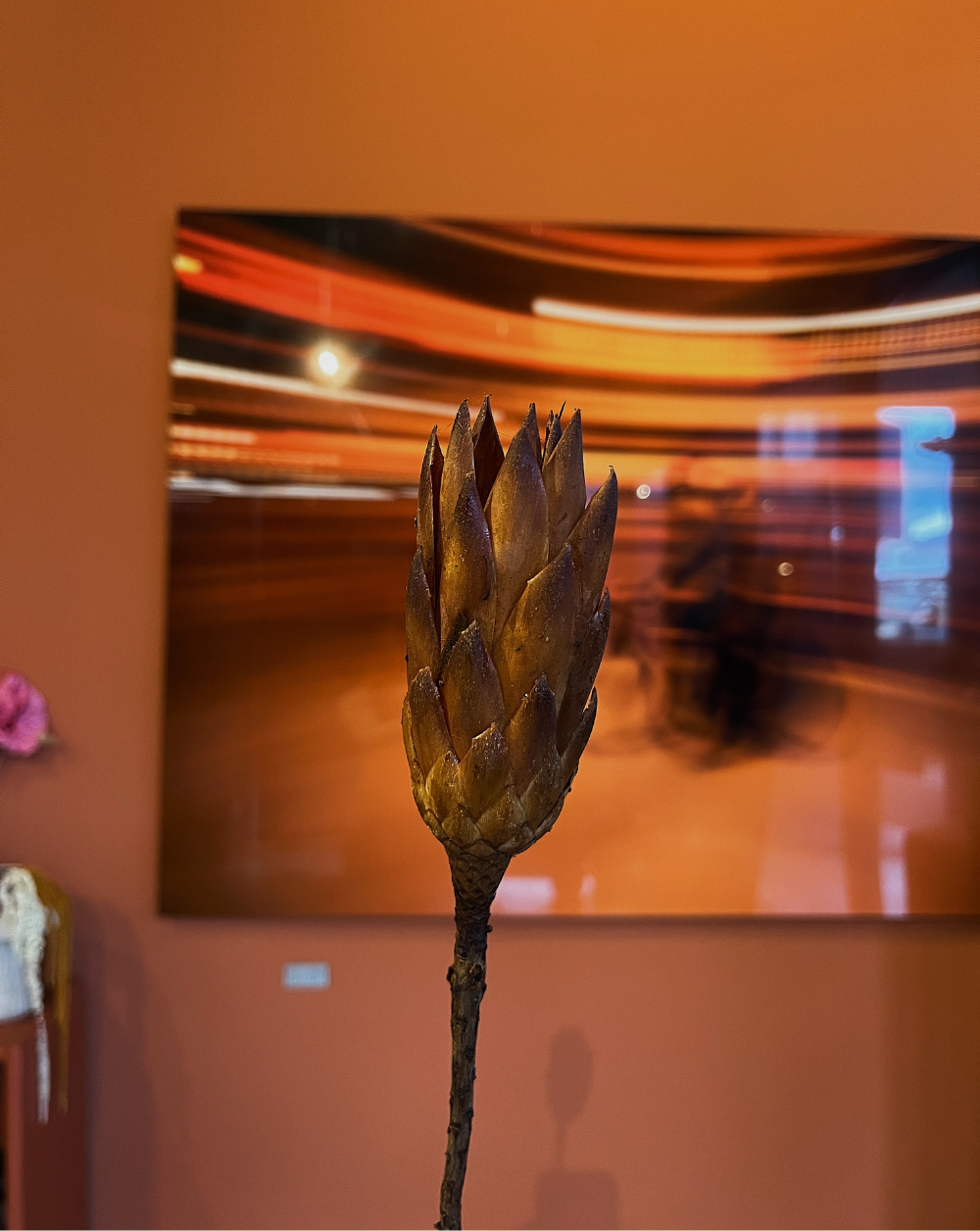 Protea Repens crema