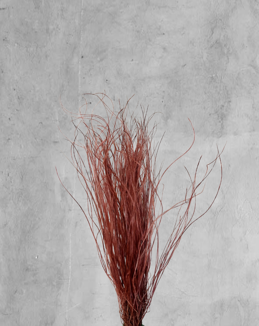 Plumas Rosa Viejo