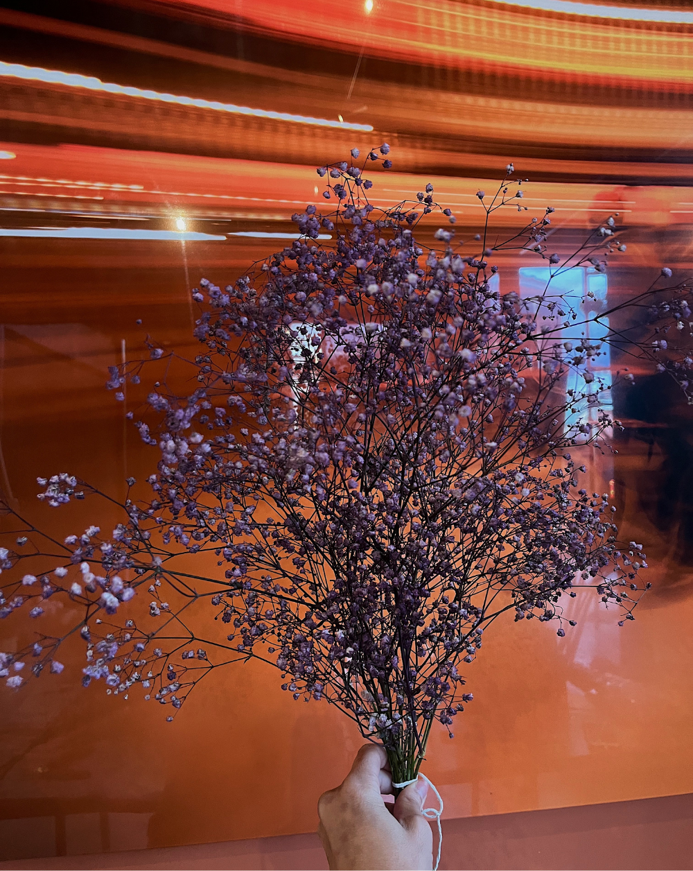 Gypsophilas Moradas