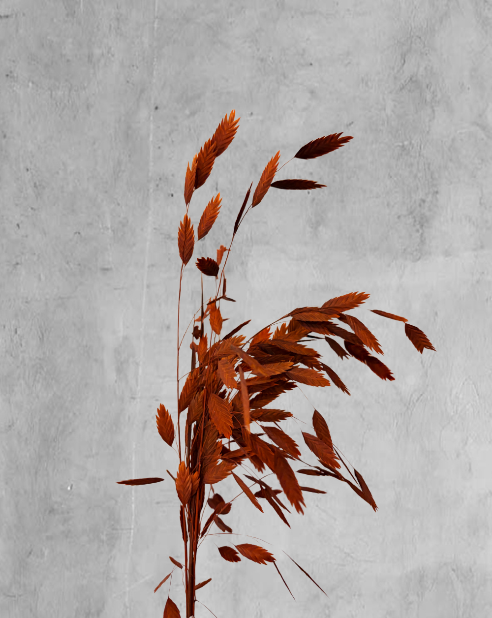 Chasmanthium Terracota