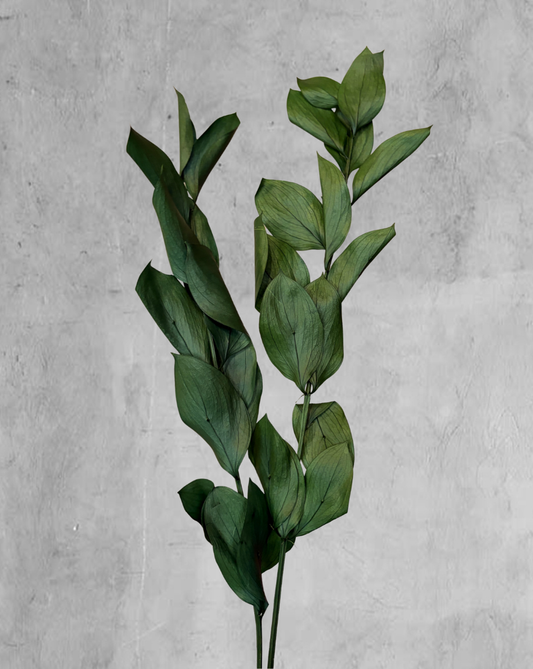 Ruscus Verde