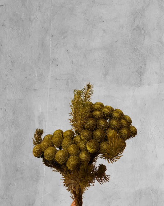 Brunia Verde