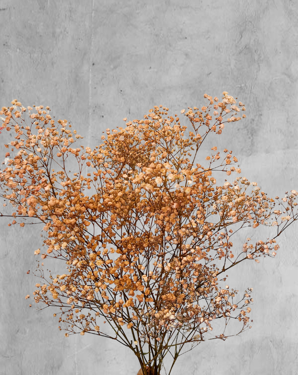 Gypsophilas Naranja/Ocre
