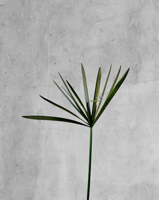 Papiro
