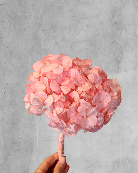 Hortensia Rosada Talla M