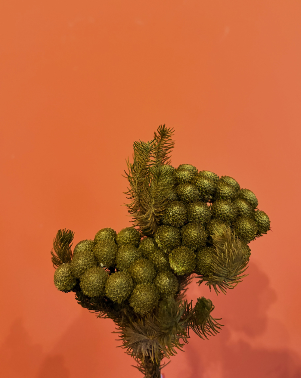 Brunia Verde