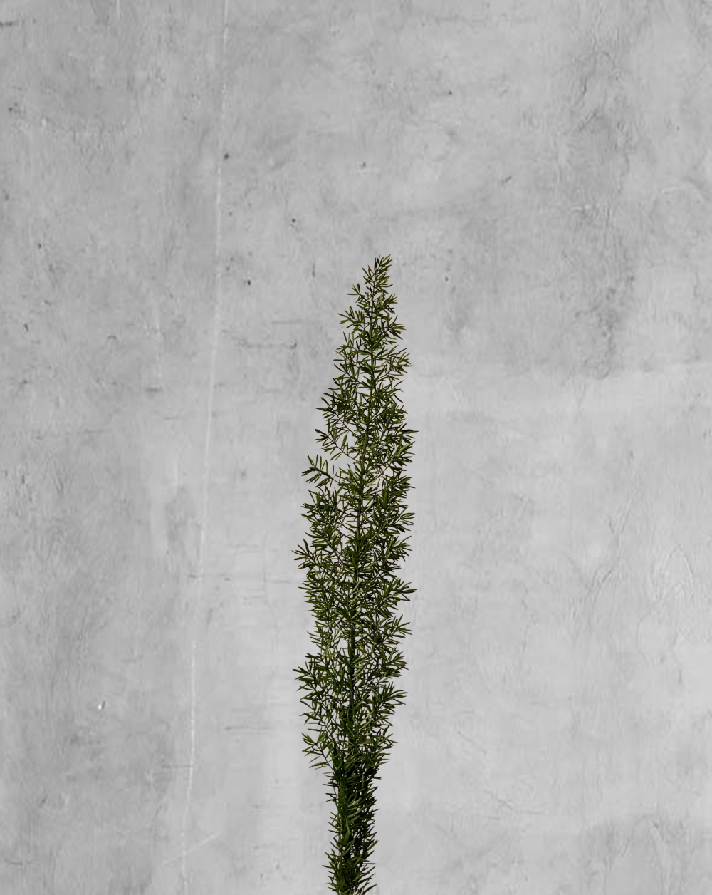 Foxtail Verde