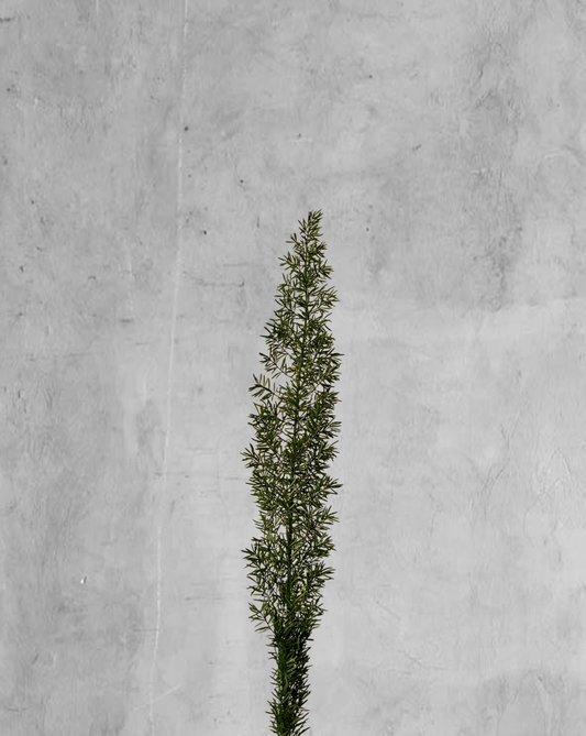 Foxtail Verde