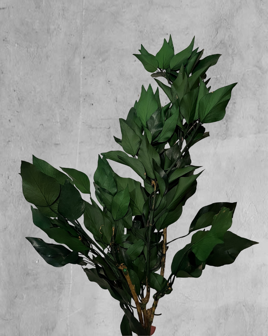 Ivy verde