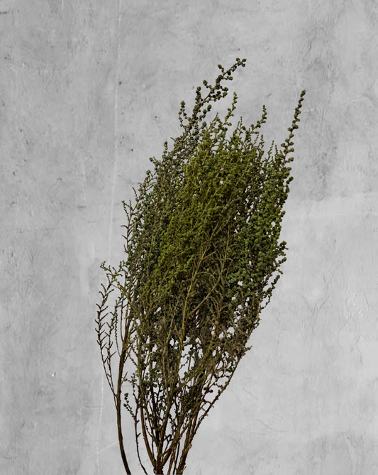 Stoebe Verde