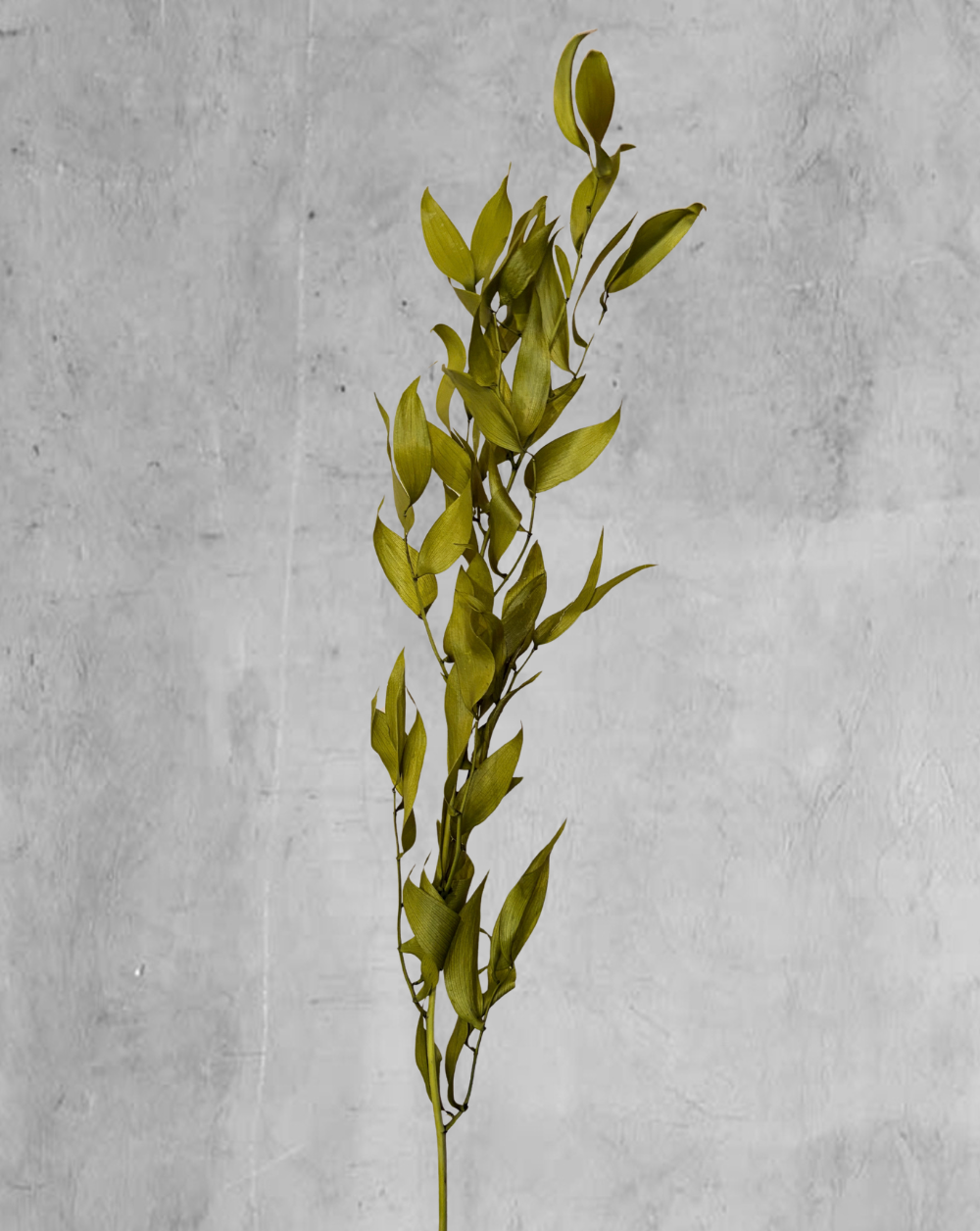 Ruscus Italiano Verde Limón