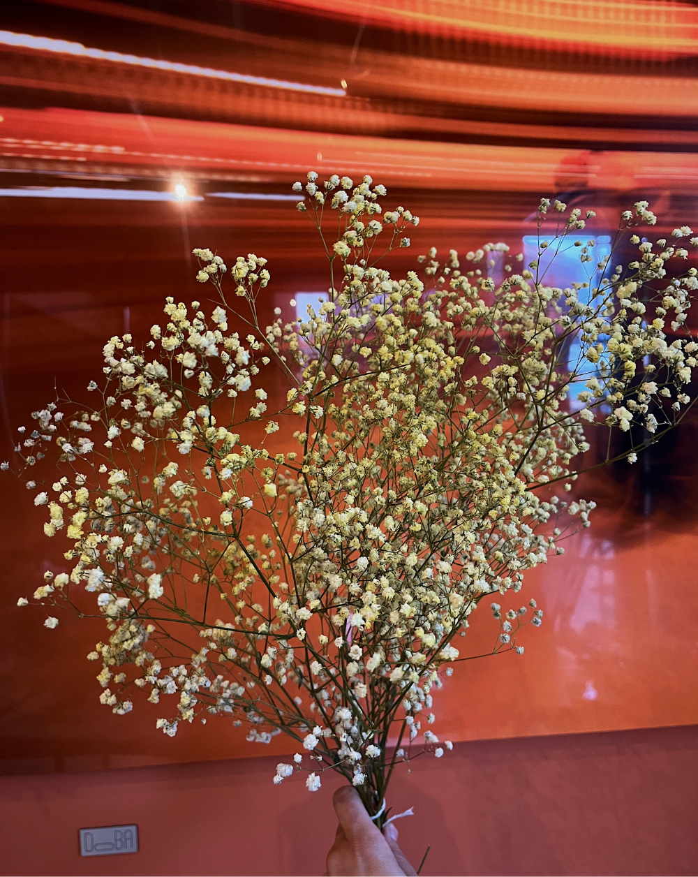 Gypsophilas Amarillas
