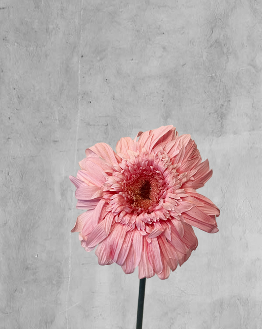 Gerbera rosada