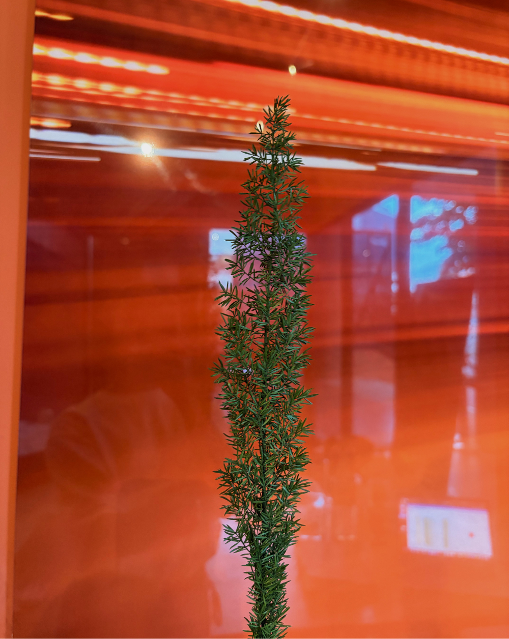 Foxtail Verde
