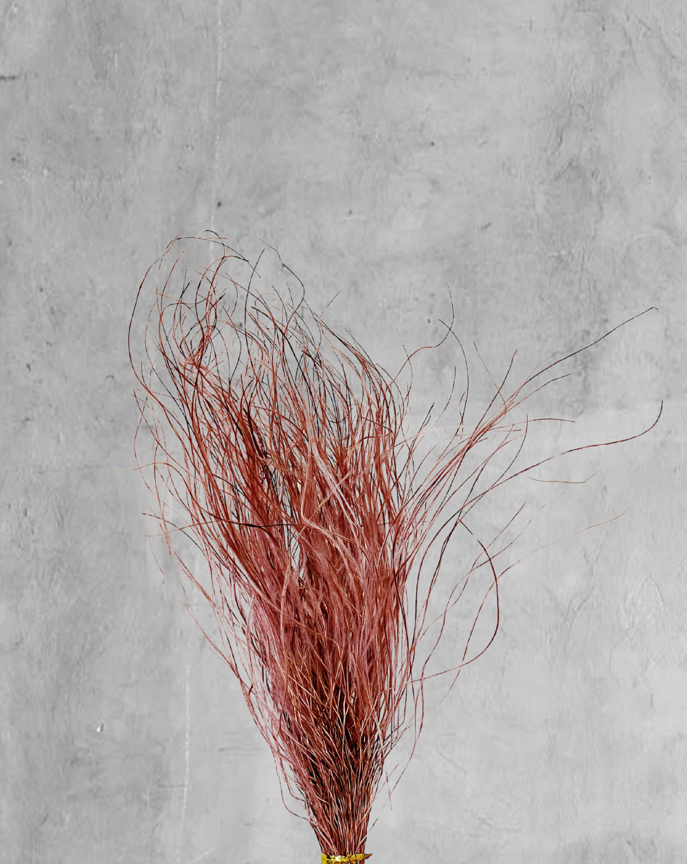 Plumas Rosa Viejo