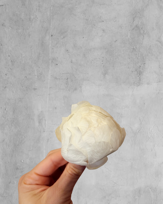 Peonía Preservada Blanca (Cabeza)