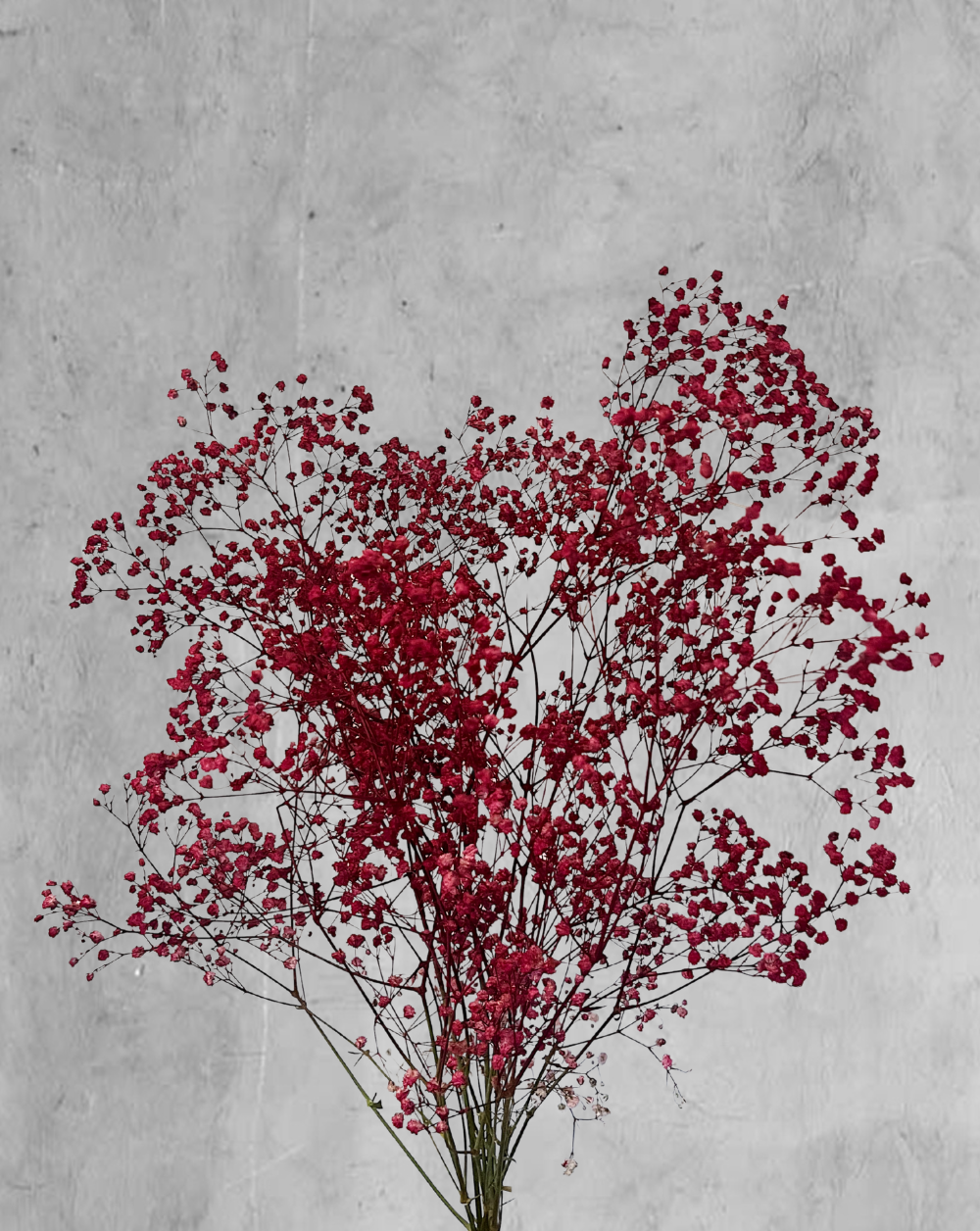 Gypsophilas Vinotinto
