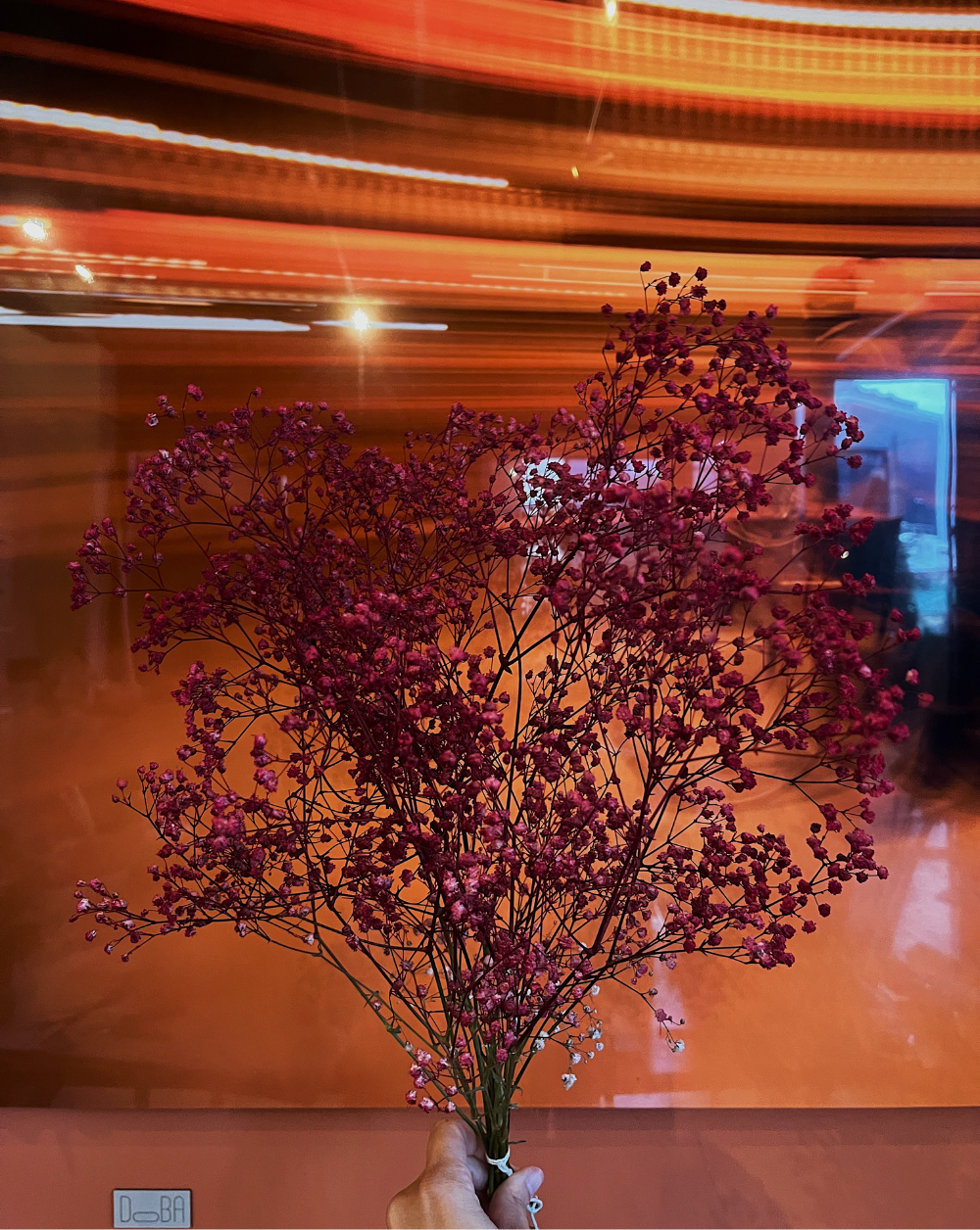Gypsophilas Vinotinto