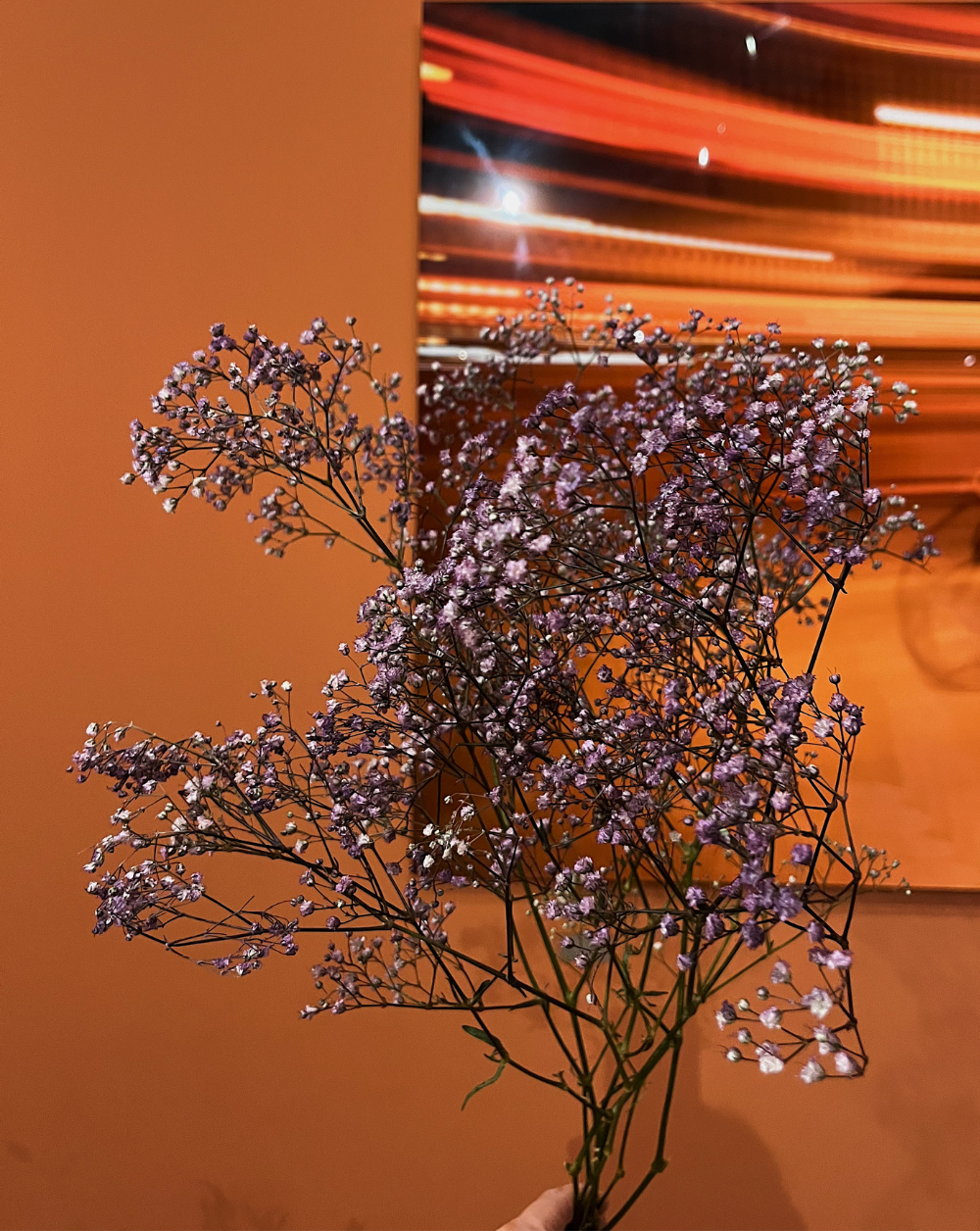 Gypsophilas Moradas