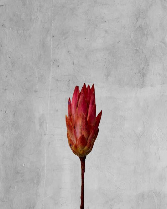 Protea Repens Rosada