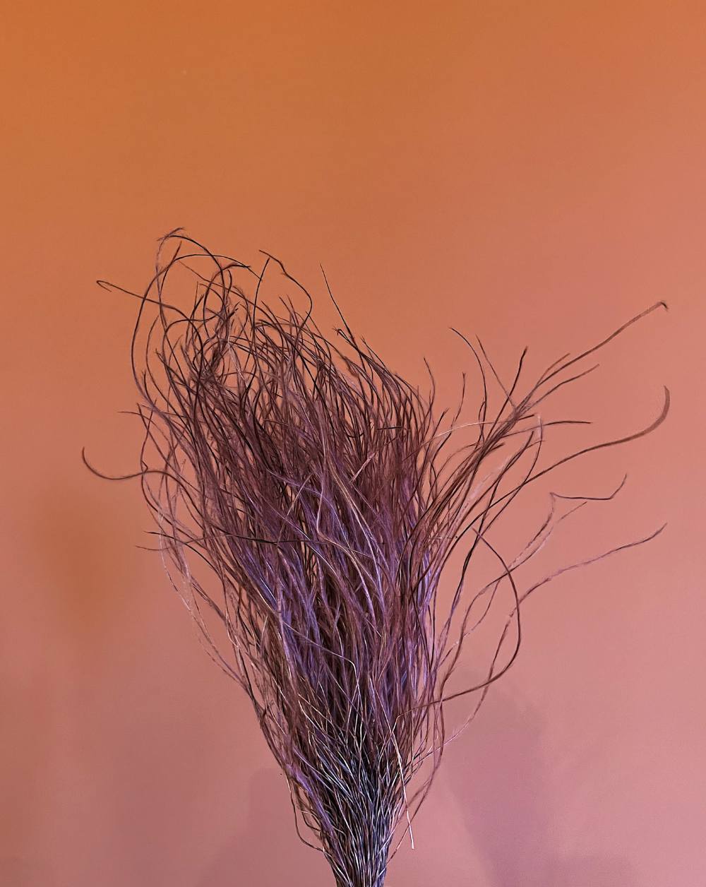 Plumas Rosa Viejo