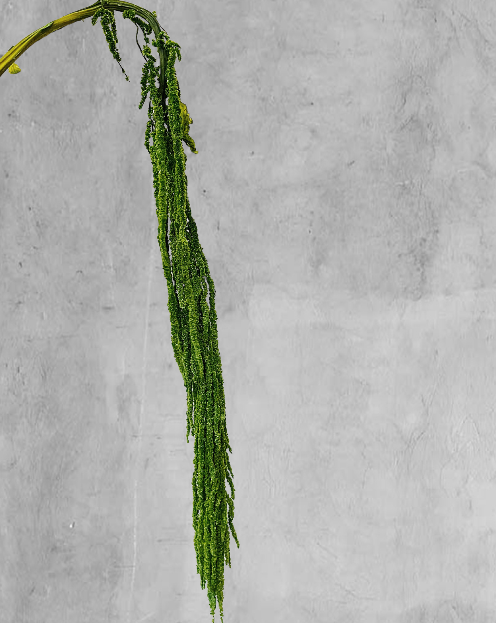 Amaranthus Colgante Verde