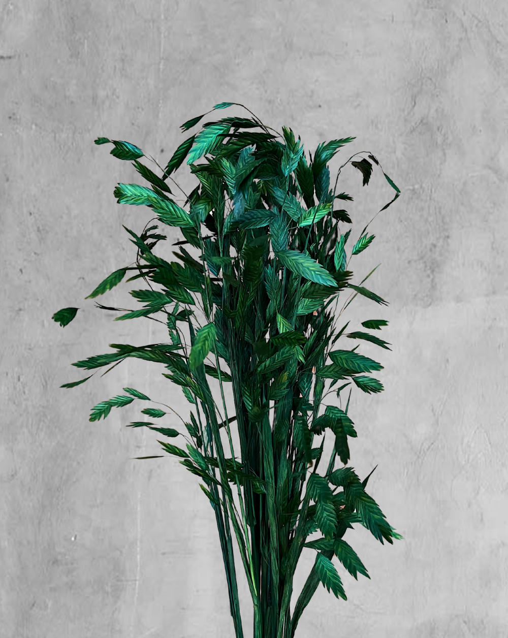 Chasmanthium Verde