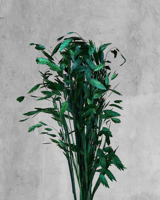 Chasmanthium Verde