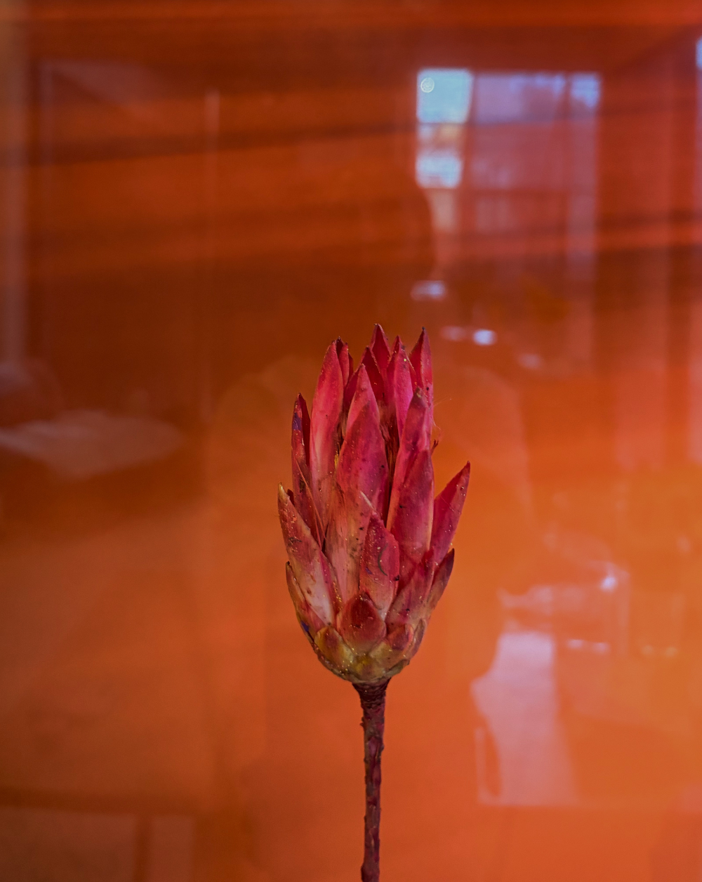 Protea Repens Rosada