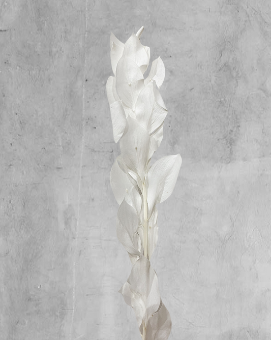 Ruscus Italiano Blanco Banyan/Garden