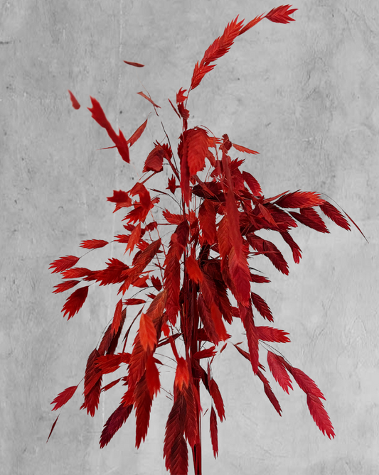 Chasmanthium Vinotinto
