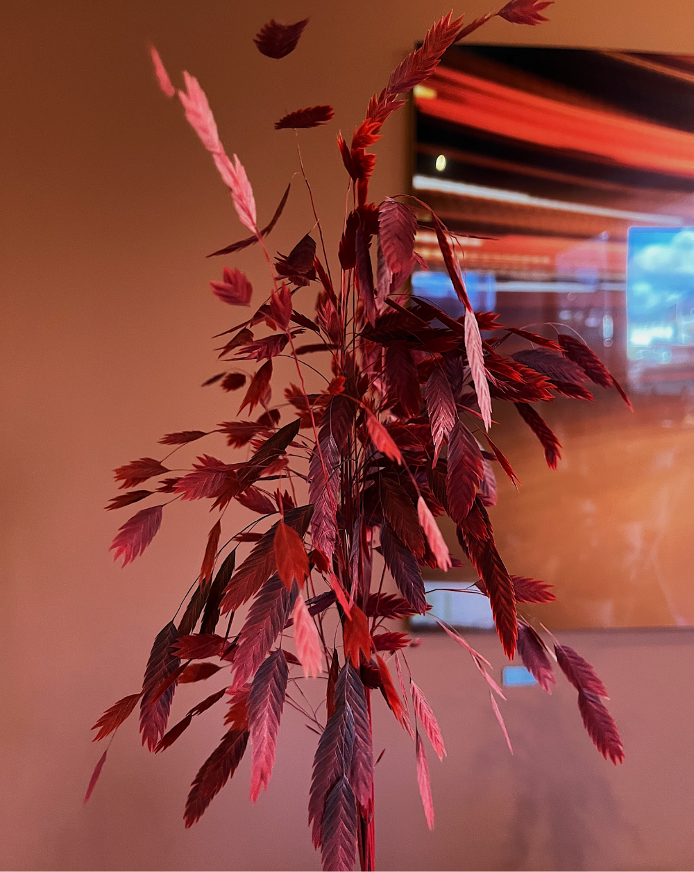 Chasmanthium Vinotinto