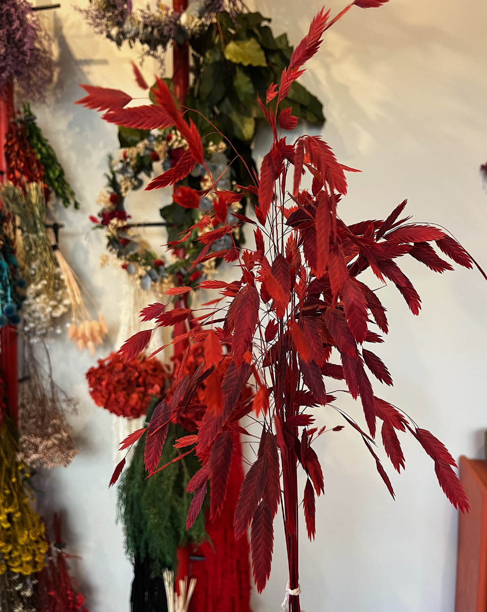 Chasmanthium Vinotinto