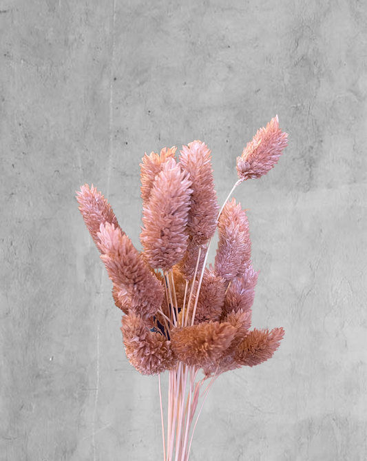 Phalaris Rosado