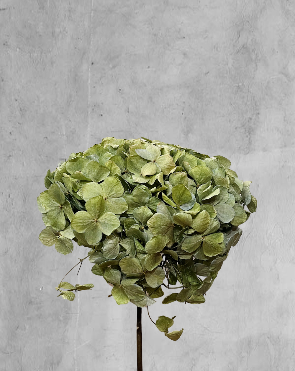 Hortensia Verde
