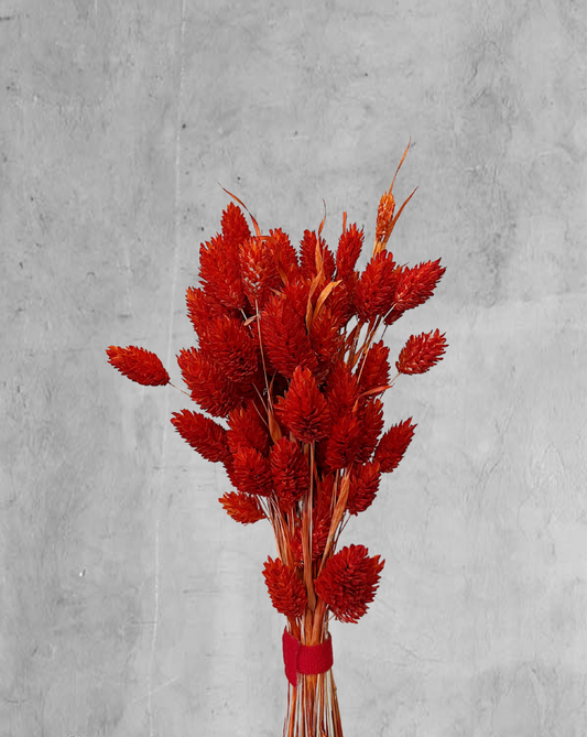 Phalaris Naranja